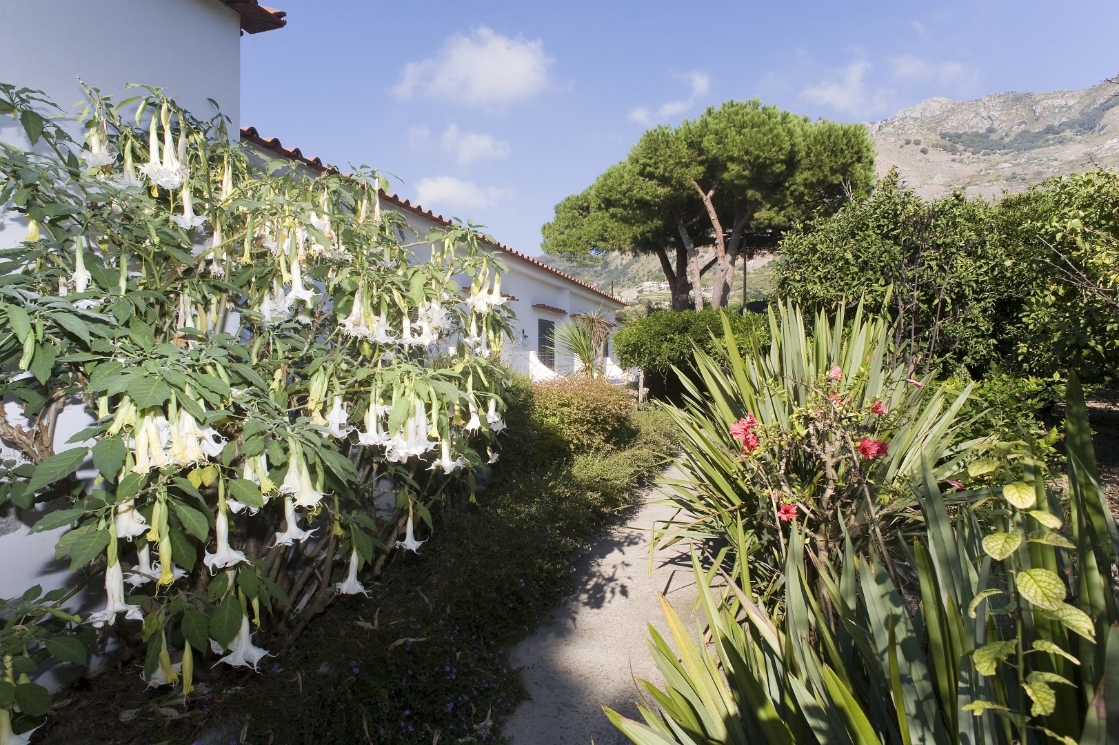 Forio d'Ischia, 23