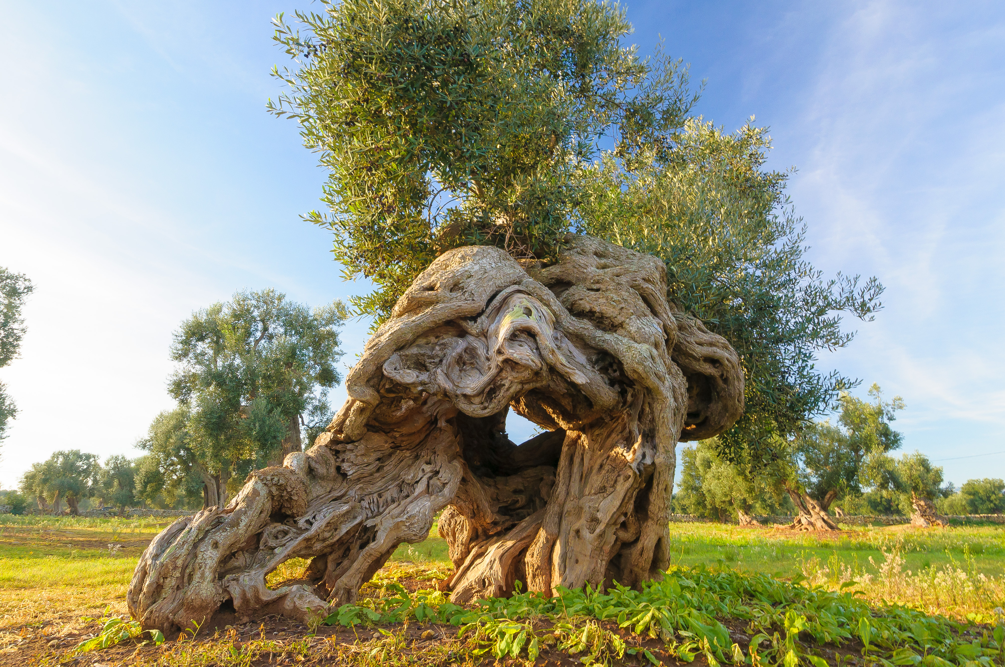 Foto 5 Tour Puglia e Matera tra Sapori e Cultura